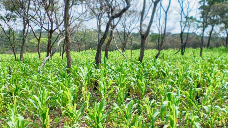 Agriculture: changer de modèle pour nourrir l’homme