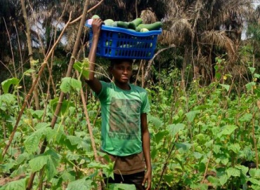 SOPA; Encadrement des jeunes dans la production agricole – Kinseki Kongo Central RDC